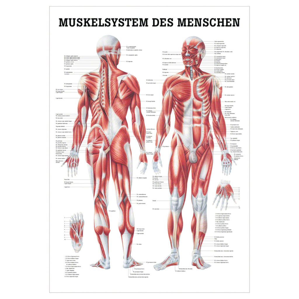 die menschliche Muskulatur